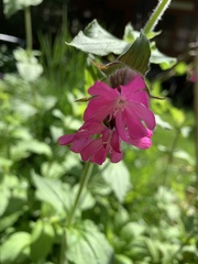 Silene dioica