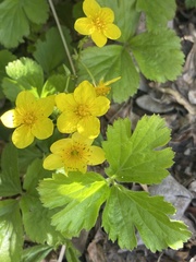 Waldsteinia