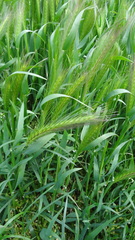 Hordeum murinum