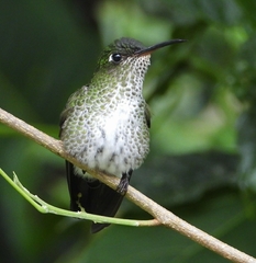 Taphrospilus hypostictus