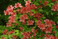 Rhododendron kaempferi