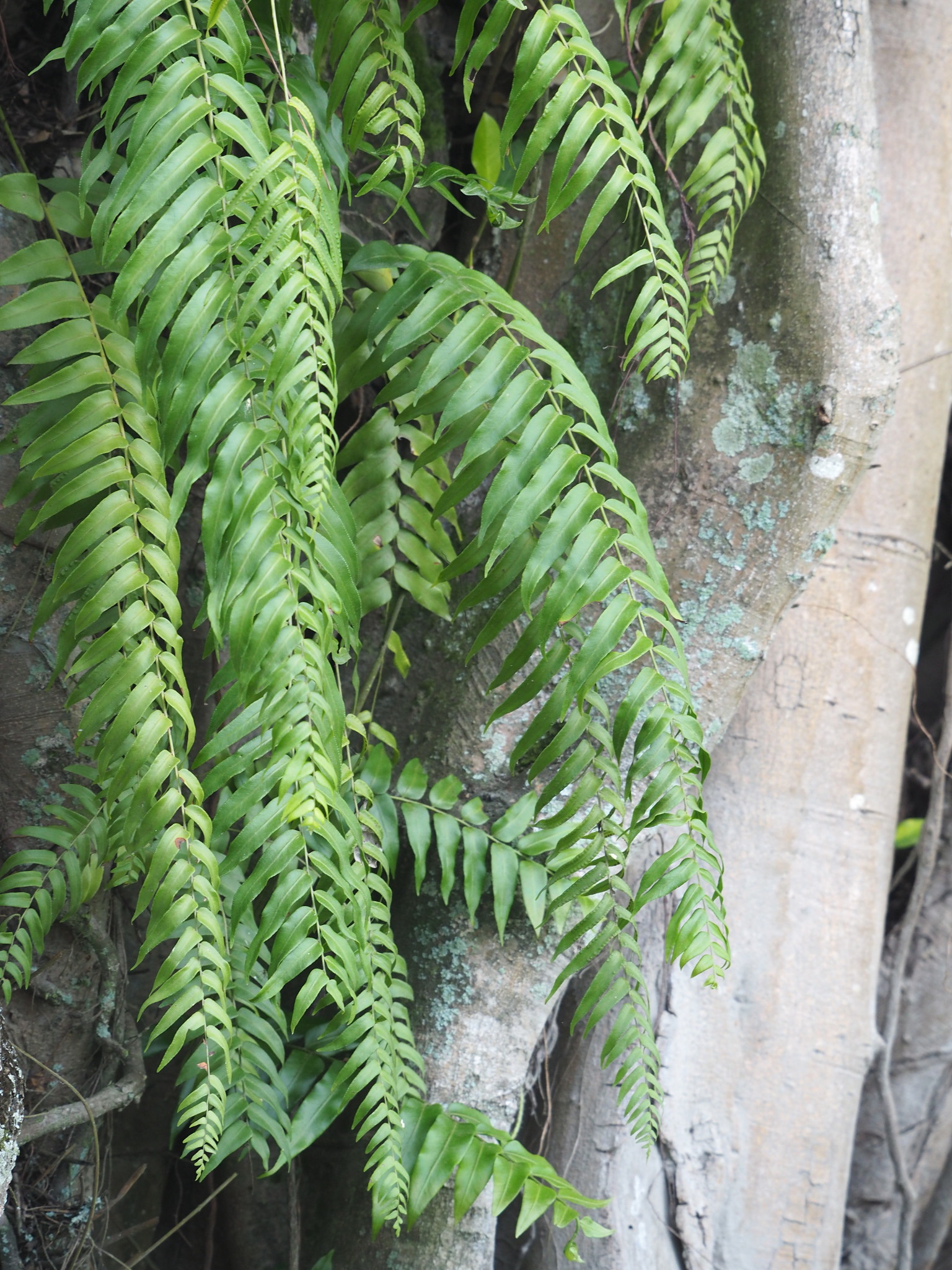 Nephrolepidaceae