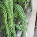 Sword Fern Family - Photo no rights reserved, uploaded by 葉子