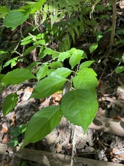 Ilex kusanoi