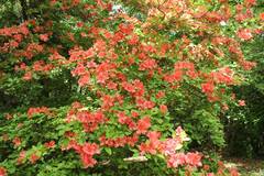 Rhododendron kaempferi
