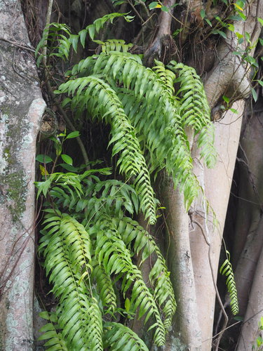 Nephrolepis biserrata