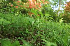 Polygonatum lasianthum