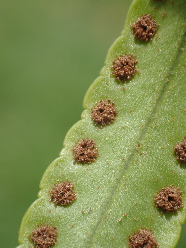 Nephrolepis biserrata