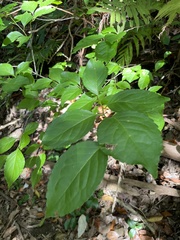 Ilex kusanoi