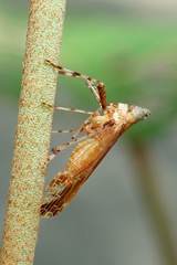 Orthopagus splendens