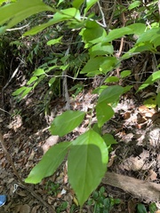 Ilex kusanoi