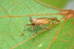 Orthopagus splendens