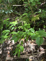 Ilex kusanoi