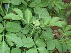 Sambucus nigra