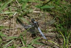 Orthetrum japonicum
