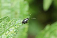 Plagiognathus amurensis