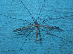 Tipula vittata