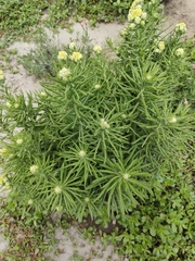 Pseudognaphalium viscosum