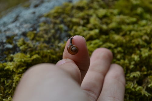 Brown Snail