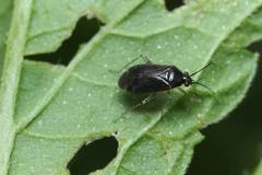 Plagiognathus amurensis