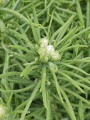 Pseudognaphalium viscosum