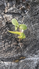 Cecropia pachystachya