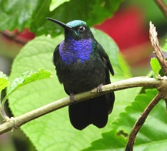 Campylopterus villaviscensio