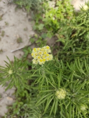 Pseudognaphalium viscosum