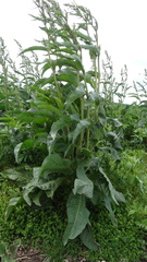 Rumex