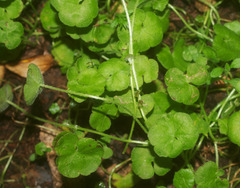 Hydrocotyle robusta