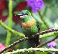 Heliodoxa aurescens