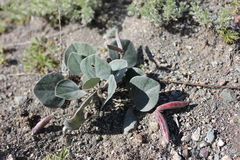 Gueldenstaedtia monophylla