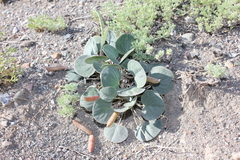 Gueldenstaedtia monophylla