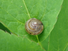 Hygromia cinctella