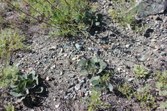 Gueldenstaedtia monophylla