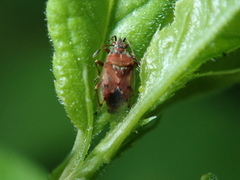 Kleidocerys resedae