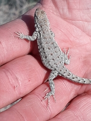 Uta stansburiana stansburiana