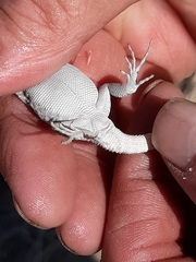 Uta stansburiana stansburiana