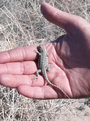 Uta stansburiana stansburiana