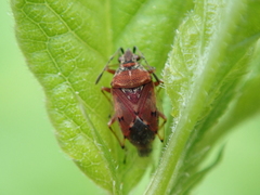 Kleidocerys resedae