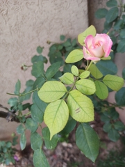 Rosa