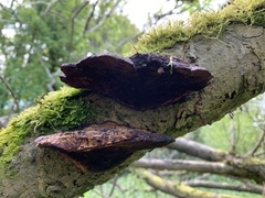 Daedaleopsis confragosa