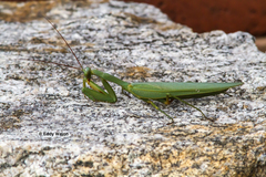 Trachymantis dentifrons