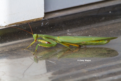 Trachymantis dentifrons
