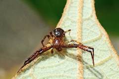 Pycnaxis
