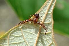 Pycnaxis