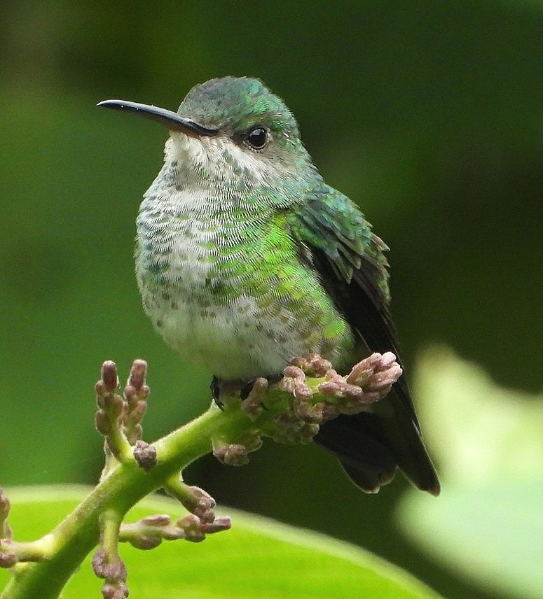 Golden-Tailed Sapphire