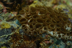 Zoantharia