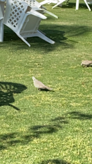 Streptopelia decaocto