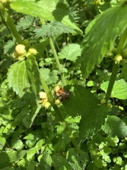 Bombus pascuorum